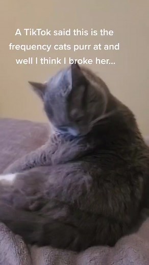 Understanding the Frequency at Which Cats Purr | Cat Purring Explained