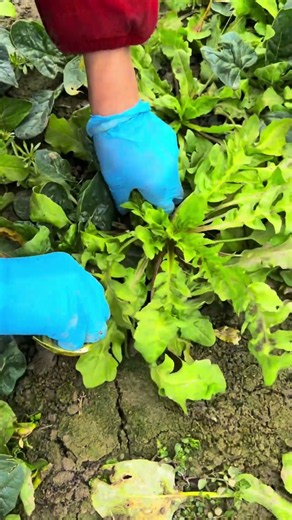 🌿🧤 Leafy Greens Harvesting and Weeding Workflow