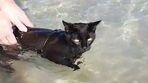 Meet Nathan the adorable beach cat who just loves to go swimming