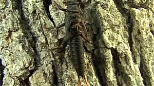 Stonefly Lifecyle video