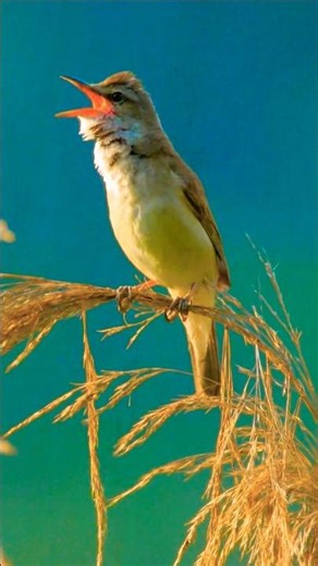 Real Bird Sounds 4K | Birds Singing, Natural Chirping & Morning Nature Calls for Deep Relaxation