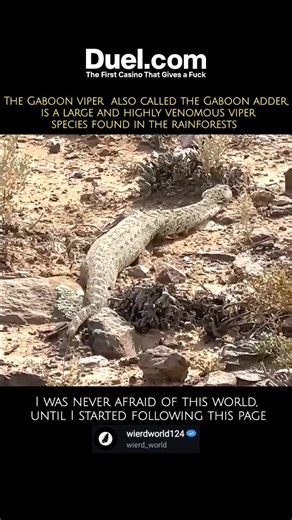 wierd_world on Instagram: "The Gaboon viper is renowned for its longest fangs (up to 2 inches or 5 cm) of any venomous snake, but its true danger comes from the sheer volume of venom it delivers. ​It is the heaviest viper in Africa and has the highest venom yield of any snake in the world. Its venom is primarily cytotoxic and hemotoxic, meaning it destroys tissue, blood cells, and causes severe bleeding, often leading to necrosis and major systemic damage. ​Despite its deadliness, it is generall