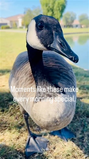 335K views · 13K reactions | CANADA 謹GOOSE greeting this woman receives every morning. Looks like paradise️ #goodmorning ☀️#Canadagoose #friendlyᥫᩣシ | MrGeese | Facebook