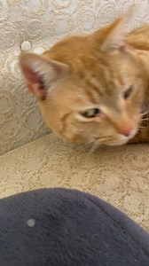 Purring like an engine, literally. Is this normal? A stray I brought in a couple months ago, has completed his rounds of dewormer and is very friendly. His name’s Cosmo btw