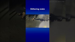 WATCH: Second-largest invasive python in Florida captured #shorts - The Global Herald