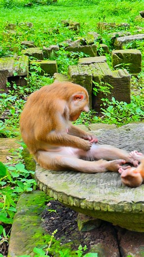 520K views · 4.8K reactions | "Forever playful, always stubborn, but too adorable to ever be ignored."  | Monkey love | Facebook