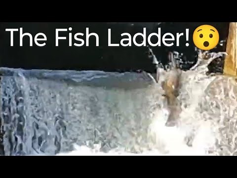 Salmon Run | The fish ladder! #salmonrun #nature #fishing #livestream