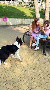 Dog's Heartwarming Act Rescues Man | Fabiosa Australia