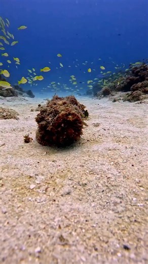 Ian Haggerty on Instagram: "These are Scorpionfish — NOT Stonefish. People often confuse them because they look similar, both sit on the seabed, and both are venomous. But stonefish are bulkier, lumpier, and far better camouflaged to look like actual rocks. Scorpionfish are slimmer, more “fish-shaped,” and you’ll often see them moving — like these two slowly walking across the sand, one following the other. I sped this clip up because scorpionfish don’t rush anywhere. They “walk” using their pec