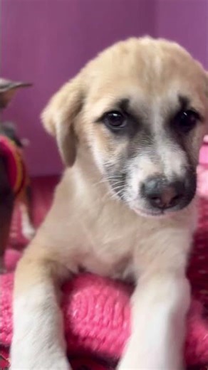 Cutie pie❤️❤️ #dog #puppy #dogowner #love #cute #petcareprovider #cutepuppy #youtubeshorts #shorts