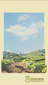 Try innocent's delicious new fruit & veg smoothies. Each smoothie is packed with over 10 different plants and at least 25% veg. | innocent