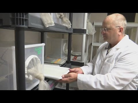 NMSU researcher tests mosquito repellents' effectiveness