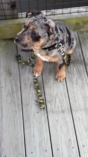 Out on my walk today 略#americanbullybreed #bullet#fearless #tri | Algin Williams | Facebook