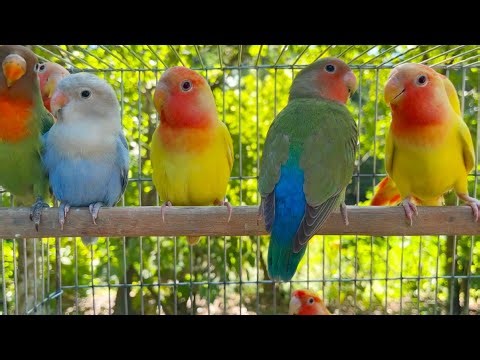 LoveBirds Sounds 12 Hours