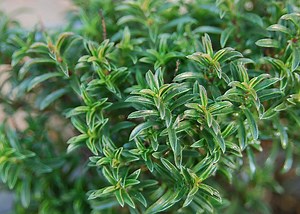 Winter Savory: Verwendet, Nebenwirkungen, Wechselwirkungen, Dosierung und Warnung - Vitamine - Nahrungsergänzungsmittel 2025