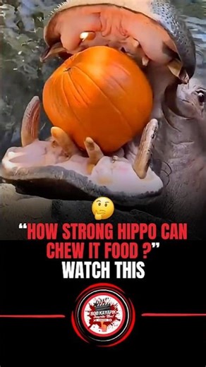 Let’s see how strong a HIPPO’S mouth is #wildlife #hippo