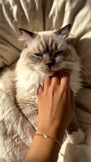 Wait for the Cat’s Reaction… 💀