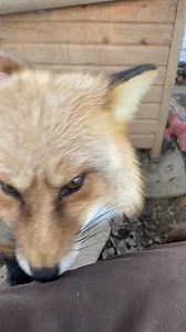 7.7K views · 1.3K reactions | Did you know that we are Livingston...