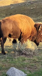 Bull bison in Yellowstone... | T. Lyn Neufeld Photography