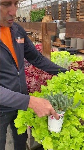 5 Heuchera Plant Pairings for Your Fall Planters