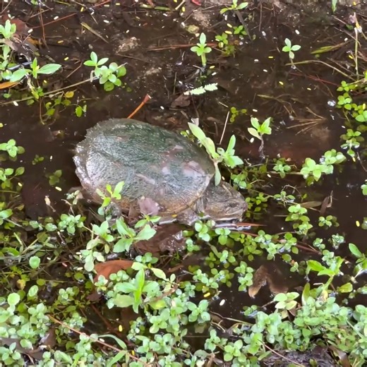 I Found A Monster In My Pond | Bass Fishing Productions