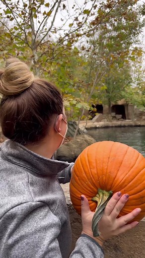 Fiona the Hippo Enjoys Pumpkin Season at Cincinnati Zoo