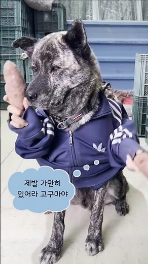 고구마가 안 멈추는데 어떡해 (진도 호구 몽룡 ver.) 고구마가 멈추지 않는 시고르자브종 강아지의 고구마 통신... 유행 따라잡기 어렵네요 #Shorts