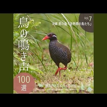 ヒクイナ
