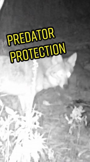 Protecting Your Farm from Predators: Best Livestock Guardian Dogs