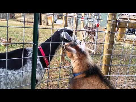 How a female goat in heat acts with a buck!