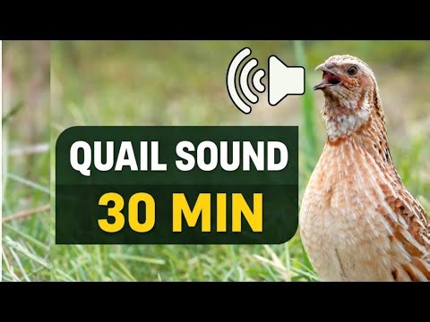 female quail sounds | Real Quail Sound 30 Minutes | Common Quail Call for Hunting & Attraction