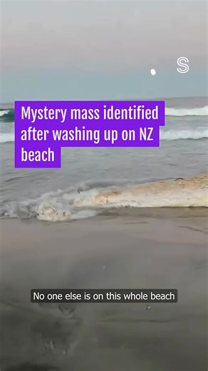 🤨Mystery mass identified after it washed up on Auckland beach🥴 | Art Munro