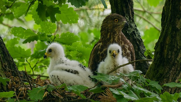 European honey buzzard – Chick development in the nest