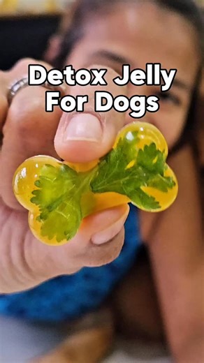 Nadia & Reggie | Mom & Dog Adventures | 💫 Detox Jelly For Dogs Recipe 🐶 Ingredients: - Bones (Chicken, beef or lamb) - Apple cider vinegar - Turmeric powder - Plain, unflavored... | Instagram