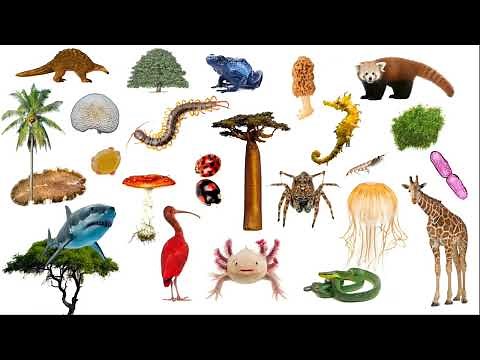 Introduction à la biodiversité, concept-clé des SVT