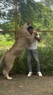 🦁 சிங்கத்துடன் படப்பிடிப்பு! #wildlifetamil #animallovers