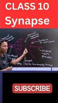 What is a Synapse?: How Neurons Talk to Each Other 🧠