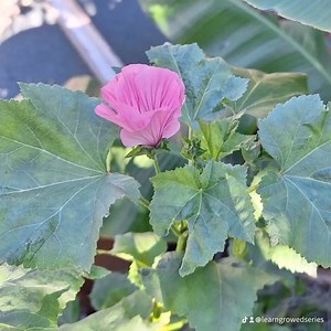 This video was originally recorded on January 11, 2024, and captured the progress of our self-watering container garden at that time. Even though we technically have a year-round growing season due to our location in Southern California, we still haev much shorter days during the winter months, not only because of where the sun is in the sky at that time of year, but also because we are sandwiched between two small hills just to the east and west of us that block the morning and late afternoon s