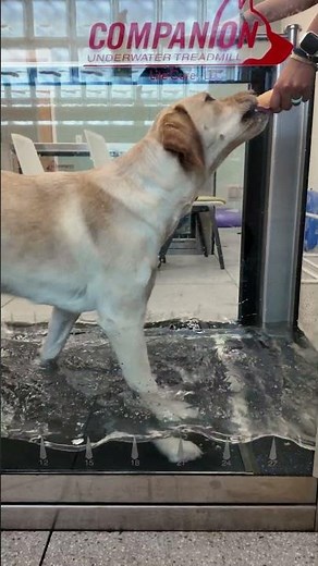 Underwater Treadmill Dog Therapy
