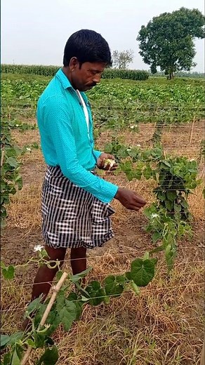 Amazing Hand Pollination of Pointed Gourd Flowers #shorts