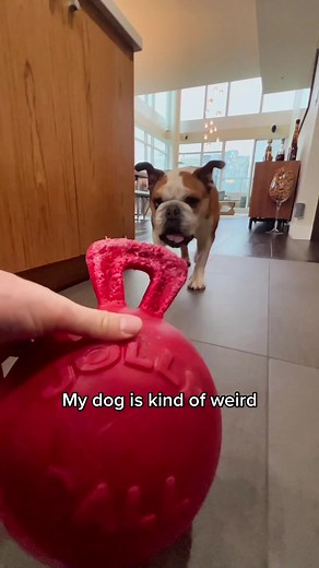 Understanding Moonwalking in Dogs: A Unique Habit Revealed