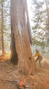 The Killer Tree | World Knowledge