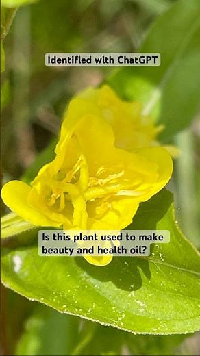 🌼Wildflower - Oenothera biennis- Evening Primrose #wildflowers #natureexplorer