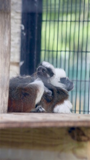 73K views · 1.1K reactions | New baby! This little cotton-top tamarin is way too cute! These monkeys are one of the rarest primates on earth, which means this little one is a huge conservation win 殺 #animals #cuteanimals #cute | San Antonio Zoo | Facebook