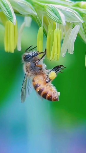 191K views · 2.1K reactions | Looking forward to spring flowers blooming #nature #winter #countrylifevlog #natureinspired #bee | Village Life Vlog | Facebook