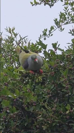 Green Pigeon