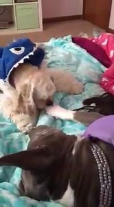 281 reactions · 15 comments | It's a movie watching party with my girl! Everyone come on over! (Note: the little one is Akai the Service Spaniel - In Training. My dog house (and yours truly) is training her for service work. She has no idea but she is destined for great things. However for now she spends a lot of time annoying me) | Pup-Cake the Service Dog | Facebook