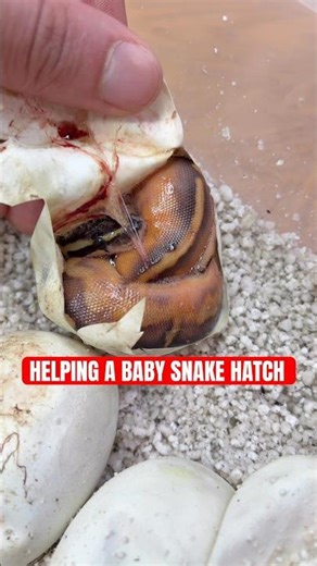 Helping A Baby Ball Python HATCH!