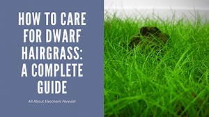 Dwarf Hairgrass Care - An Easy to Follow Guide
