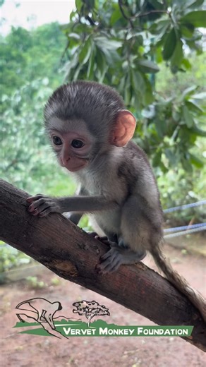 🐒✨ FREE NAMING COMPETITION ✨🐒 We’re looking for baby boy names for our next 2 orphan arrivals 💙 (they haven’t arrived yet but we are sure they will soon) Every orphan is named during baby care, where they’re given everything they need to grow strong and feel safe - milk bottles, soft blankets, comforting teddies, ID microchips, and round-the-clock love before they meet their monkey foster mum. Normally this privilege costs $150. We’re opening this up as a naming competition! This competition 